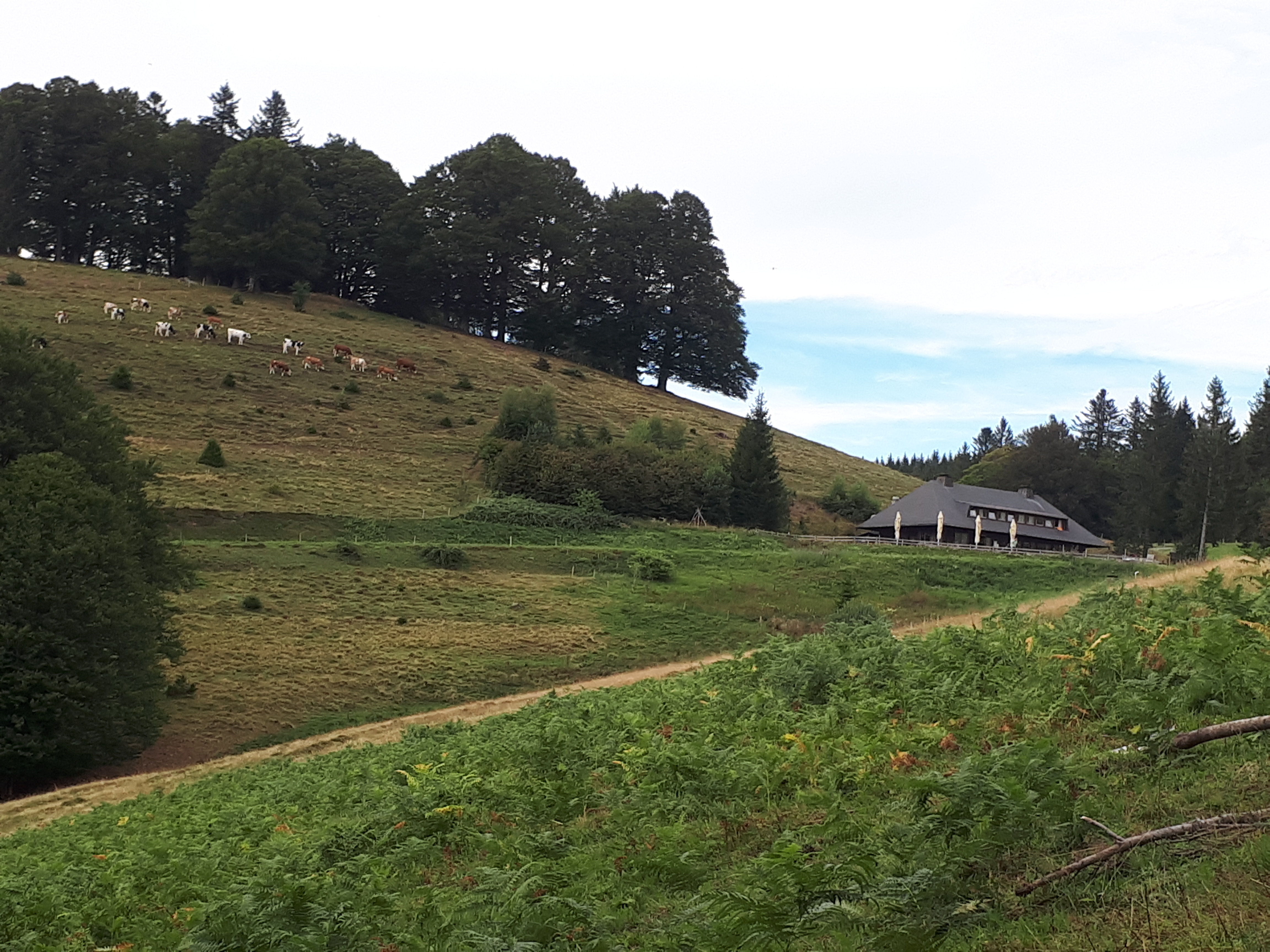 Utzenfeld - Hochalm Knöpflesbrunnen